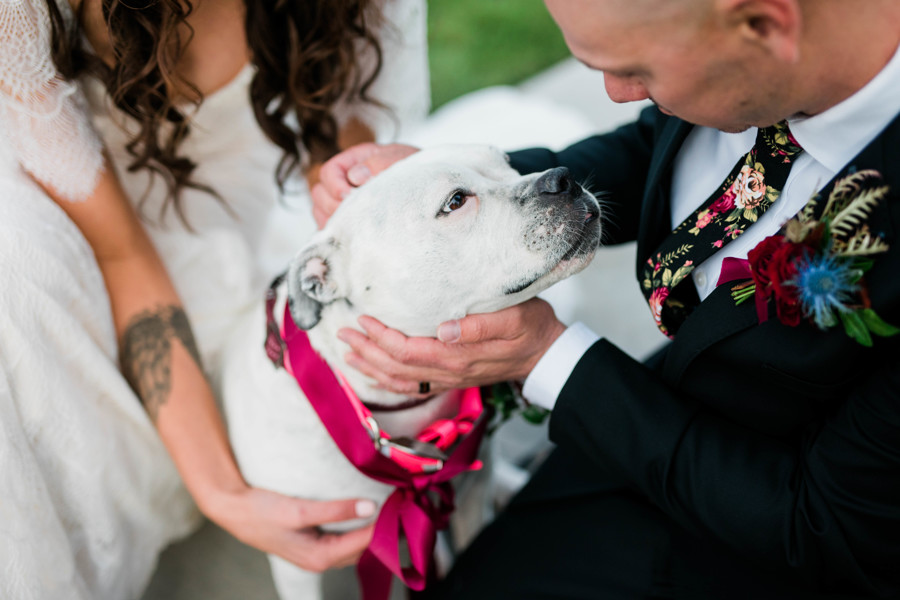 dog looking up at owner while wearing floral collar on wedding day
