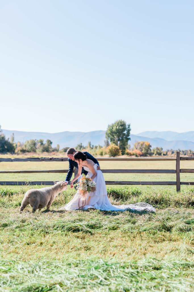 bride and groom petting a sheep in a field on their wedding day in Idaho