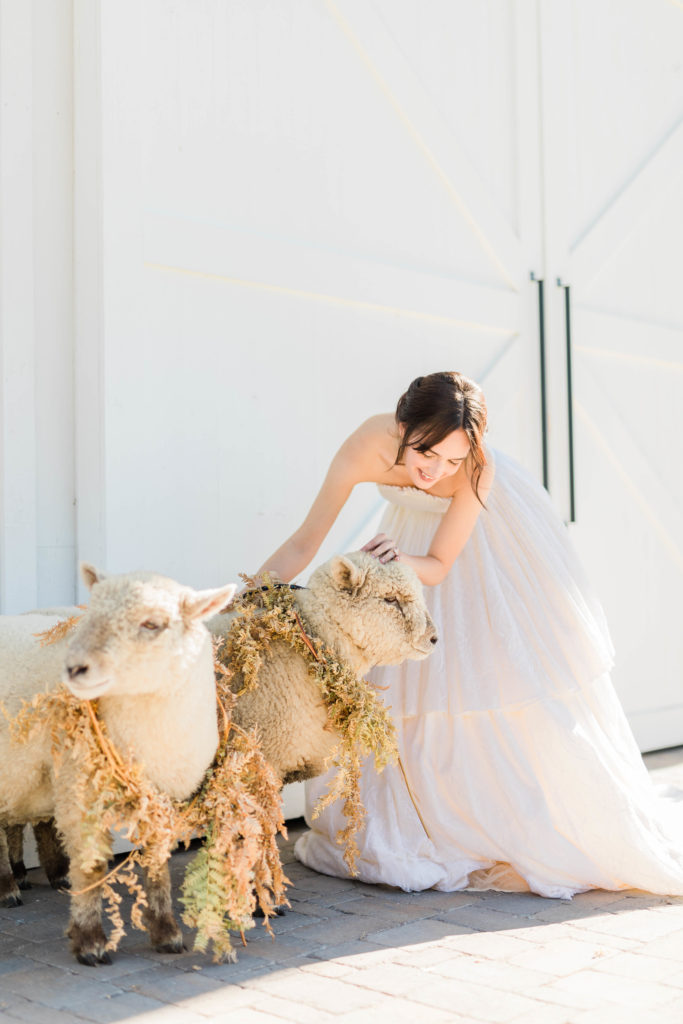 bride in a strapless wedding gown petting two wedding sheep at a wedding barn